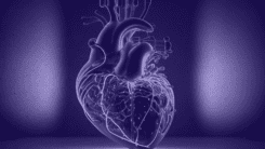 Фізичні основи ультразвукового дослідження серця