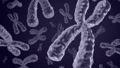 Таємниці поділу клітин: як виникають хромосомні аномалії